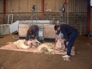 Locality Map project - training - sheep shearing 2