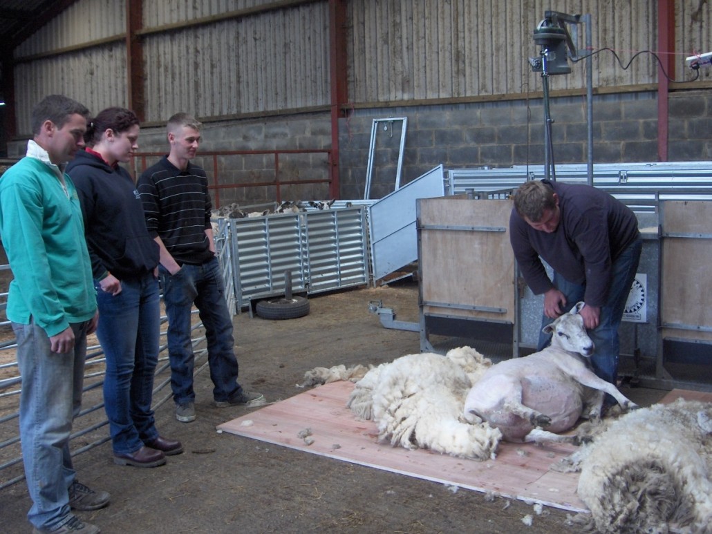 Locality Map project - training - sheep shearing 1
