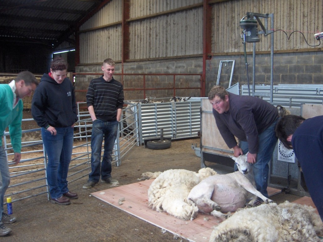 Locality Map project - training - sheep shearing 4