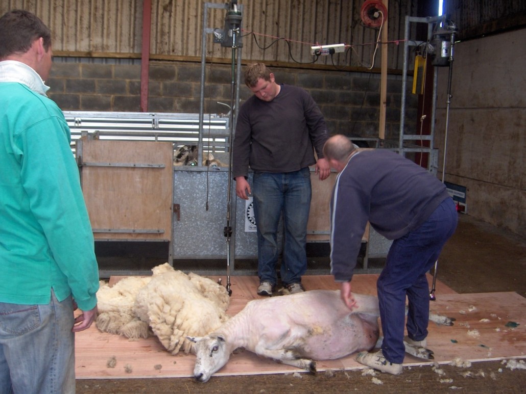 Locality Map project - training - sheep shearing 5